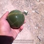 green sphere