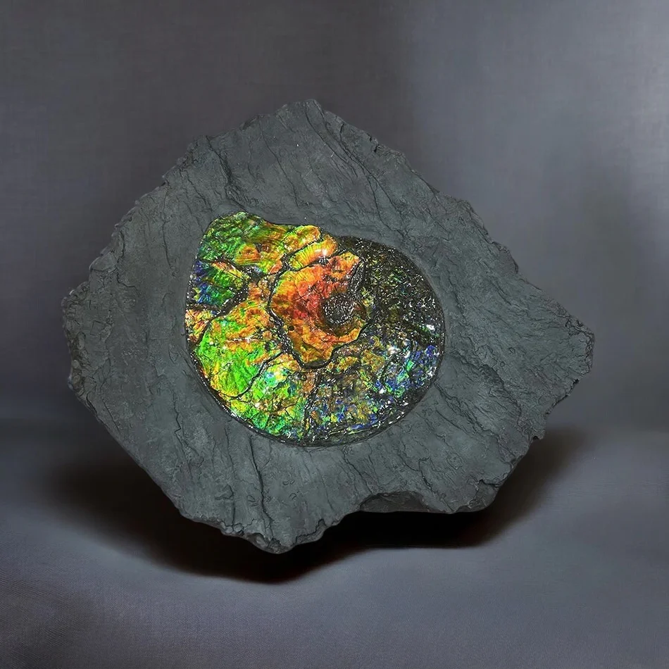Ammolite fossil